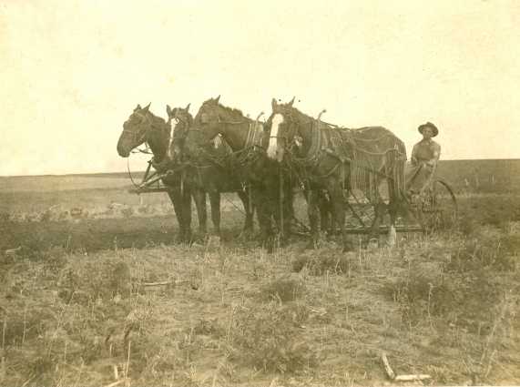 Johnnie Muller & His Horses