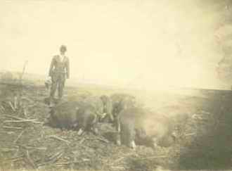 Harry Eltiste with His Poland China Hogs